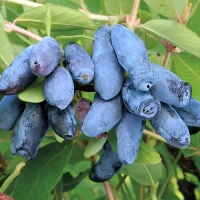 Жимолость съедобная ПАВЛОВСКАЯ  Жимолость съедобная ПАВЛОВСКАЯ в Уфе