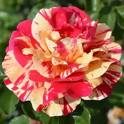 Саженцы роз ВАНИЛЛА ФРАЙЗ плетистая  Саженцы роз ВАНИЛЛА ФРАЙЗ плетистая в Уфе