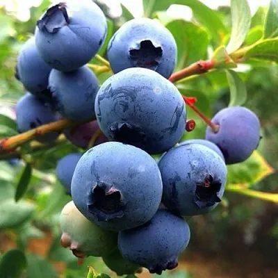 Голубика ДЮК  Голубика ДЮК в Уфе