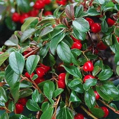 Кизильник Даммера  Кизильник Даммера в Уфе