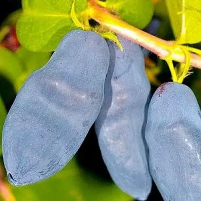 Жимолость съедобная ДЛИННОПЛОДНАЯ  Жимолость съедобная ДЛИННОПЛОДНАЯ в Уфе