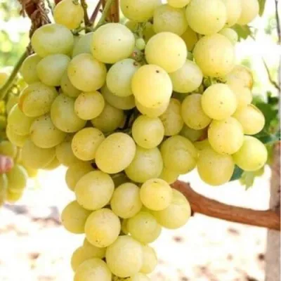 Виноград ТАЛИСМАН в Уфе