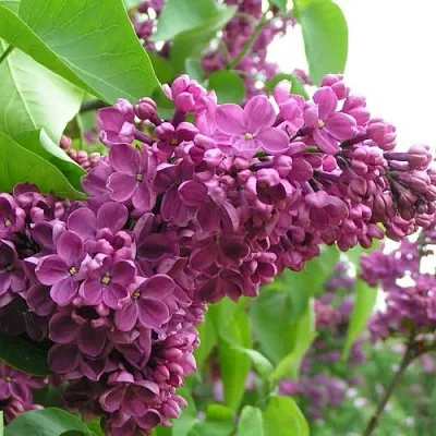 Сирень ДЕНЬ ПОБЕДЫ  Сирень ДЕНЬ ПОБЕДЫ в Уфе