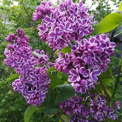 Сирень СЕНСАЦИЯ  Сирень СЕНСАЦИЯ в Уфе