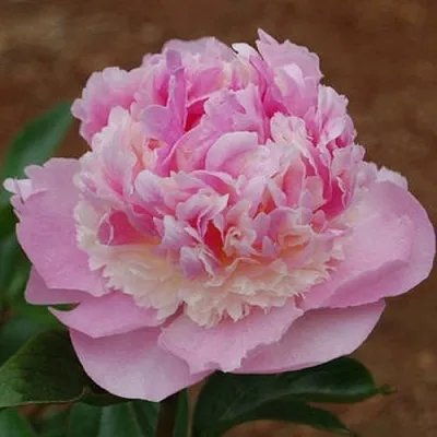 Пион ЭНДЖЕЛ ЧИКС травянистый  Пион ЭНДЖЕЛ ЧИКС травянистый в Уфе