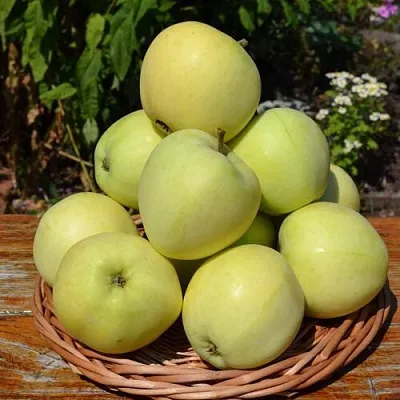 Яблоня ПАПИРОВКА  Яблоня ПАПИРОВКА в Уфе