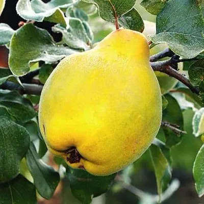 Айва РУМО в Уфе