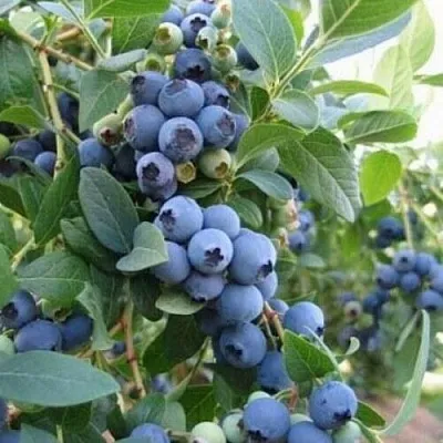 Голубика ЭЛЛИОТ  Голубика ЭЛЛИОТ в Уфе