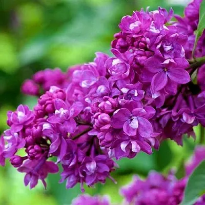 Сирень ОГНИ ДОНБАССА  Сирень ОГНИ ДОНБАССА в Уфе