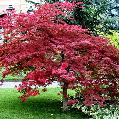 Клен пальмолистный  Клен пальмолистный в Уфе