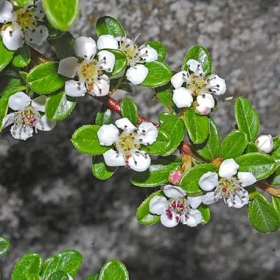 Кизильник ТАНГСТЕДТ горизонтальный   Кизильник ТАНГСТЕДТ горизонтальный  в Уфе