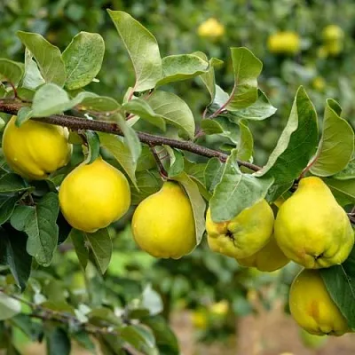 Айва ТРИУМФ в Уфе