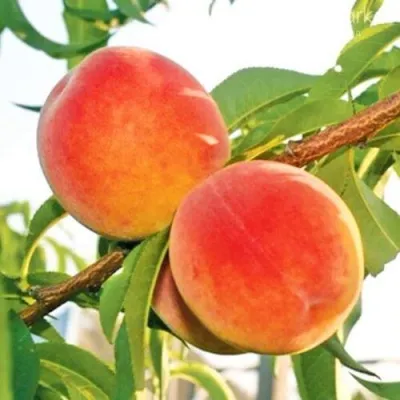 Персик ОНТАРИО в Уфе