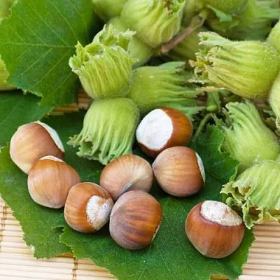 Фундук КРЕПКИЙ ОРЕШЕК в Уфе