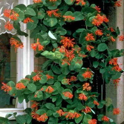 Жимолость ДРОМПОР СКАРЛЕТТ брауна в Уфе