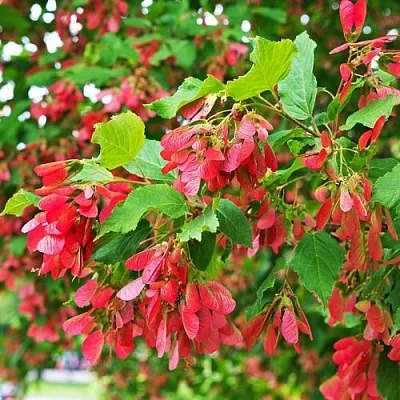 Клен татарский  Клен татарский в Уфе