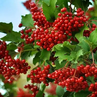 Калина ТАЕЖНЫЕ РУБИНЫ  Калина ТАЕЖНЫЕ РУБИНЫ в Уфе