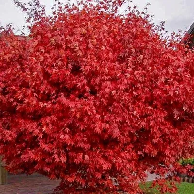 Клен гиннала   Клен гиннала  в Уфе