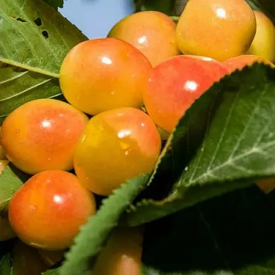 Дюк (черевишня) БЕЛОЧКА  Дюк (черевишня) БЕЛОЧКА в Уфе