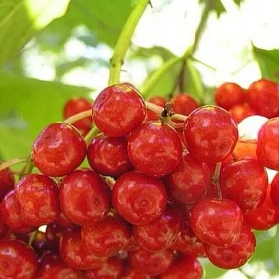 Калина КИЕВСКАЯ САДОВАЯ  Калина КИЕВСКАЯ САДОВАЯ в Уфе