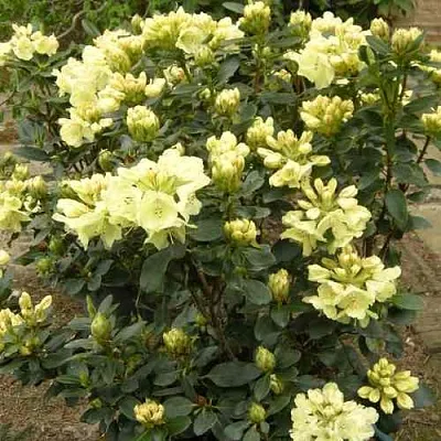 Рододендрон ГОЛДКРОН в Уфе