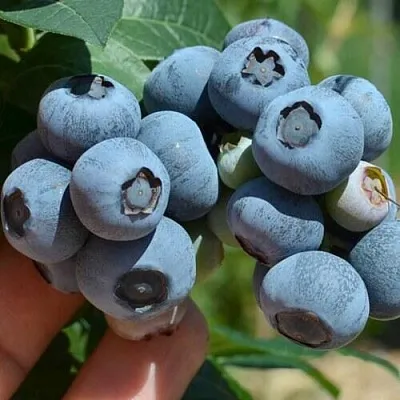 Голубика НЕЛЬСОН  Голубика НЕЛЬСОН в Уфе