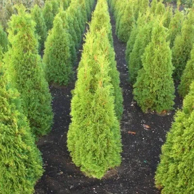 Туя САННИ СМАРАГД западная  — описание сорта Туя САННИ СМАРАГД западная  в Уфе