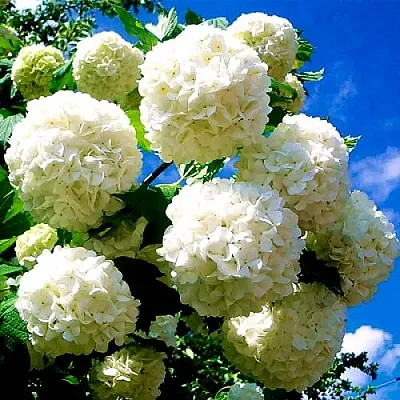 Калина БУЛЬДЕНЕЖ  Калина БУЛЬДЕНЕЖ в Уфе