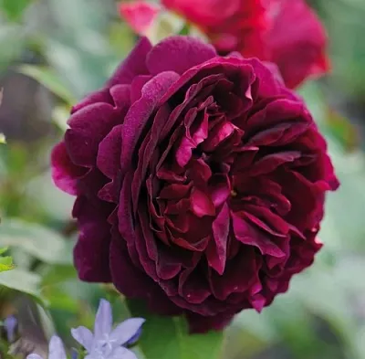 Саженцы роз МАНСТЕД ВУД английская  Саженцы роз МАНСТЕД ВУД английская в Уфе