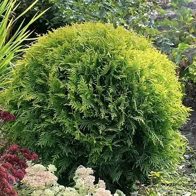 Туя ЕЛЛОУ ГЛОБ западная в Уфе