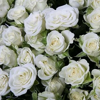 Саженцы роз СНОУФЛЕЙК спрей  Саженцы роз СНОУФЛЕЙК спрей в Уфе