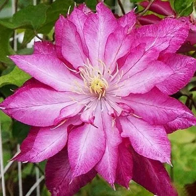 Клематис КАЕН в Уфе