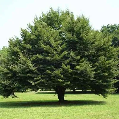 Бук обыкновенный  Бук обыкновенный в Уфе