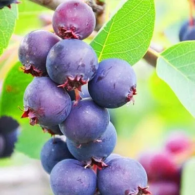 Ирга СМОУКИ в Уфе