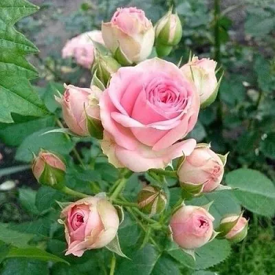 Саженцы роз МИМИ ЭДЕН спрей  Саженцы роз МИМИ ЭДЕН спрей в Уфе