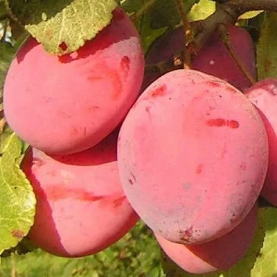 Слива ФАВОРИТЕ ДЕ СУЛТАНО  Слива ФАВОРИТЕ ДЕ СУЛТАНО в Уфе