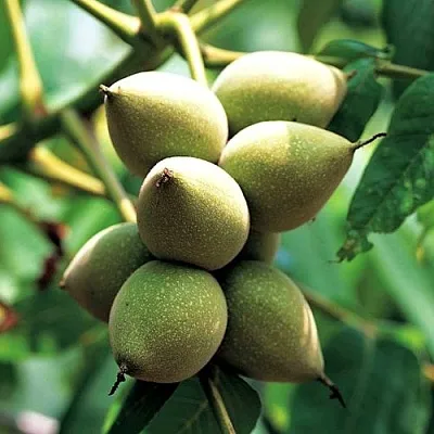 Орех МАНЬЧЖУРСКИЙ в Уфе