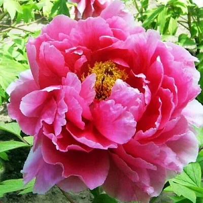 Пион ВОСХОД СОЛНЦА древовидный  Пион ВОСХОД СОЛНЦА древовидный в Уфе