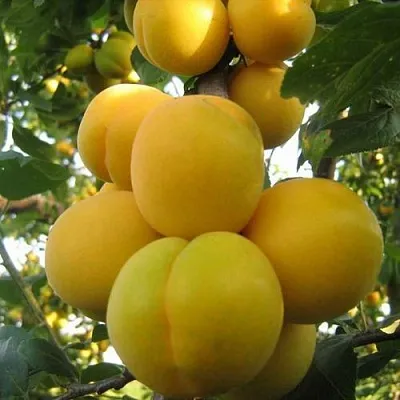 Слива ЛОДВА  Слива ЛОДВА в Уфе