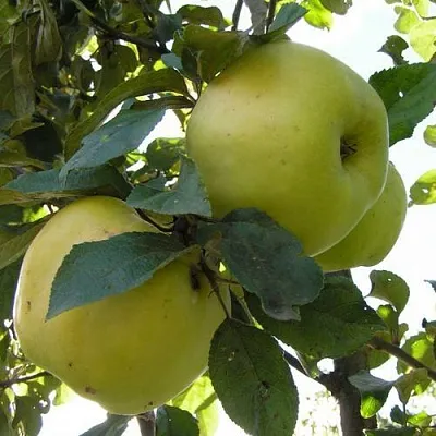 Яблоня Антоновка Обыкновенная в Уфе