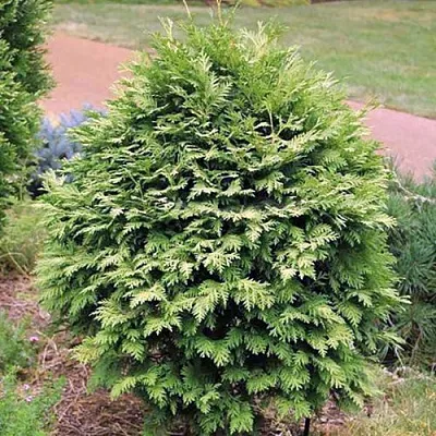 Туя ВАРЕАНА ЛЮТЕСЦЕНС западная в Уфе