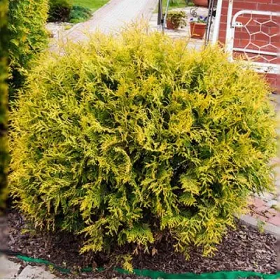 Туя КОЛЛЕРС ГОЛД складчатая в Уфе