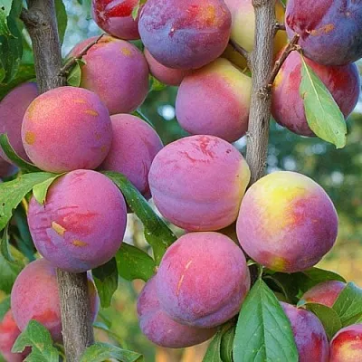 Слива КОЛОННОВИДНАЯ  Слива КОЛОННОВИДНАЯ в Уфе