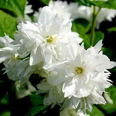 Жасмин ДАМ БЛАНШ  Жасмин ДАМ БЛАНШ в Уфе