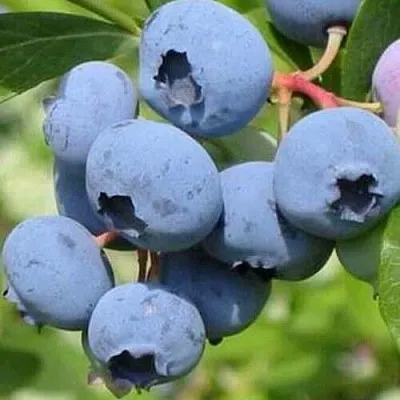 Голубика ДАРРОУ в Уфе