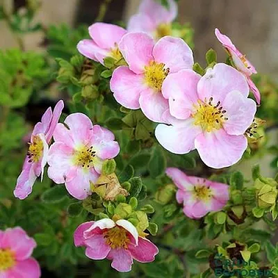 Лапчатка НЬЮ ДАУН кустарниковая  Лапчатка НЬЮ ДАУН кустарниковая в Уфе