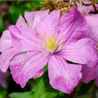 Клематис КОМТЕСС ДЕ БУШО в Уфе