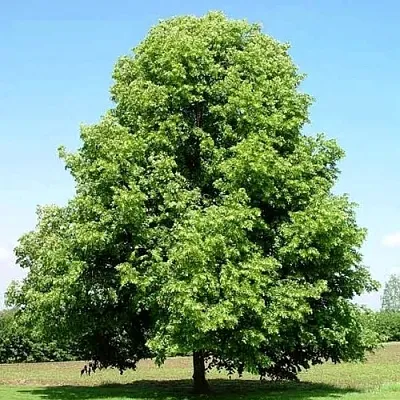 Липа мелколистная  Липа мелколистная в Уфе