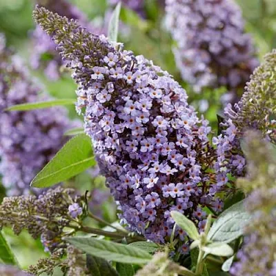 Буддлея давида БАТТЕРФЛЯЙ КАНДИ ЛИЛА СВИТХАРТ  Буддлея давида БАТТЕРФЛЯЙ КАНДИ ЛИЛА СВИТХАРТ в Уфе