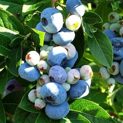 Голубика ВЕЙМУТ  Голубика ВЕЙМУТ в Уфе